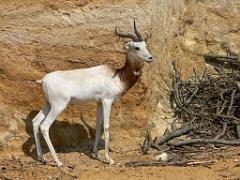 149 BIO PARC DE DOUE LA FONTAINE 6- 2016_000021